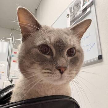 Marshmallow -  Siamese Cat for Adoption in Newark, New Jersey - Marshmallow | PetCurious