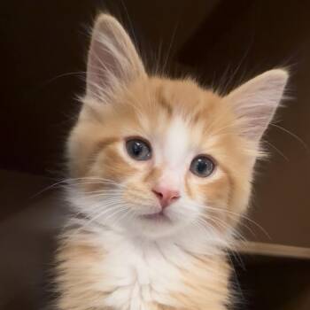 Sayid -  Domestic Long Hair Cat for Adoption in Middlebury, Vermont - Sayid | PetCurious