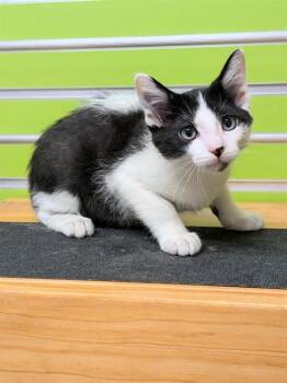 BO -  Domestic Short Hair Cat for Adoption in St. Peters, Missouri - BO | PetCurious