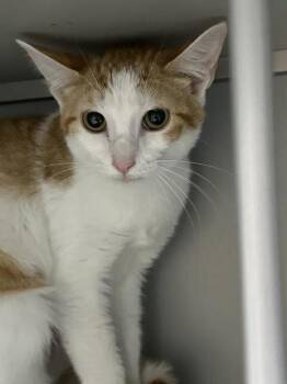 Peachy Keen -  Domestic Short Hair Cat for Adoption in Dayton, Minnesota - Peachy Keen | PetCurious