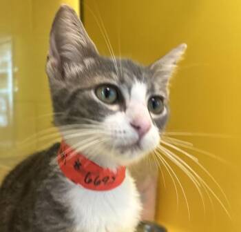 Biscotti -  Domestic Short Hair Cat for Adoption in Golden, Colorado - Biscotti | PetCurious