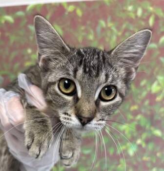 Saffron -  Domestic Short Hair Cat for Adoption in San Antonio, Texas - Saffron | PetCurious