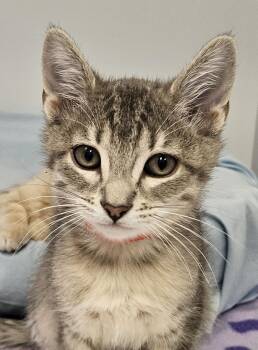 Domestic Short Hair Cats Available for Adoption in Washburn, Wisconsin - Mulan | PetCurious
