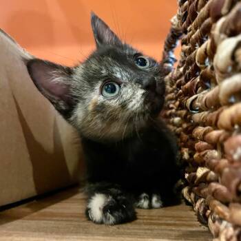 Rescue Domestic Short Hair Cats for Adoption in San Antonio, Texas - Clara | PetCurious