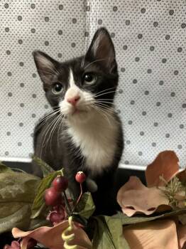 Geraldine -  Domestic Short Hair Cat for Adoption in Martinsville, Indiana - Geraldine | PetCurious