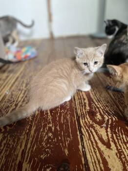 Morocco -  Domestic Short Hair Cat for Adoption in Trenton, New Jersey - Morocco | PetCurious