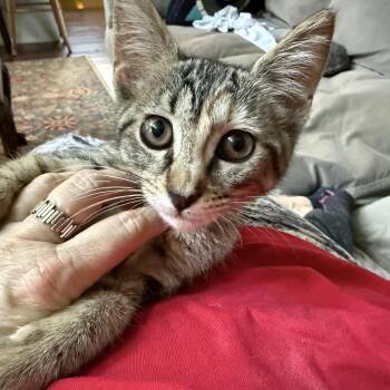 Wren -  Domestic Short Hair Cat for Adoption in Houston, Texas - Wren | PetCurious