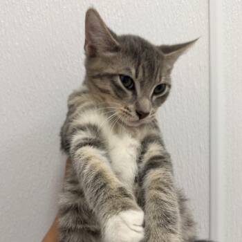 Venus -  Domestic Short Hair Cat for Adoption in Redwood City, California - Venus | PetCurious