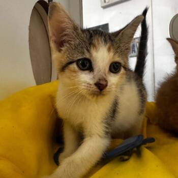 Meatball -  Domestic Short Hair Cat for Adoption in Stephenville, Texas - Meatball | PetCurious