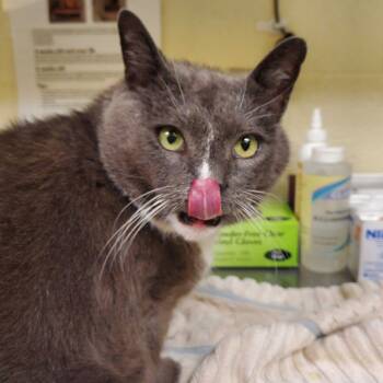 Rescue Domestic Short Hair Cats for Adoption in Asheville, North Carolina - Socks | PetCurious