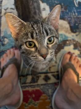 Rescue American Shorthair Cats for Adoption in Detroit, Michigan - Pippin | PetCurious