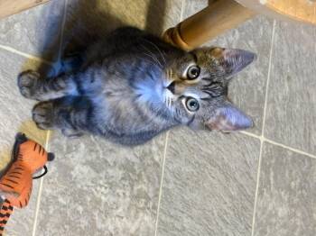 Ollie -  Domestic Short Hair Cat for Adoption in East Providence, Rhode Island - Ollie | PetCurious
