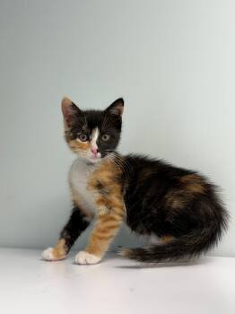 Rhonda -  Domestic Short Hair Cat for Adoption in Syosset, New York - Rhonda | PetCurious