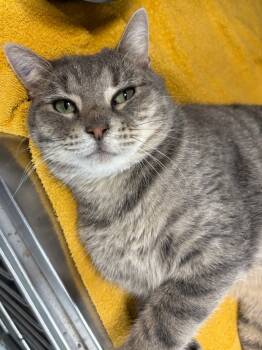 Rescue Domestic Short Hair Cats for Adoption in Little Rock, Arkansas - Hal | PetCurious