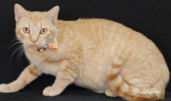 Rescue Tabby Cats for Adoption in Newland, North Carolina - Hex | PetCurious