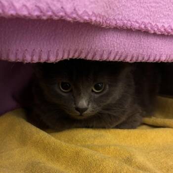 Plinko -  Domestic Long Hair Cat for Adoption in Council Bluffs, Iowa - Plinko | PetCurious