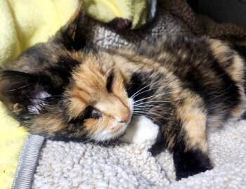 Rescue Domestic Short Hair Cats for Adoption in Dayton, Minnesota - Deloris | PetCurious