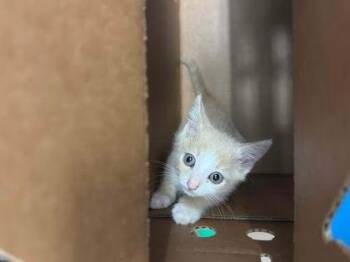 Cowboy -  Domestic Short Hair Cat for Adoption in Chamblee, Georgia - Cowboy | PetCurious