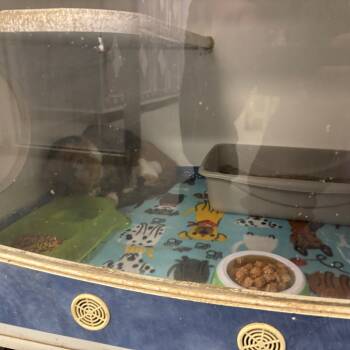 Rescue Domestic Short Hair Cats for Adoption in Saint Joseph, Missouri - Brandy | PetCurious