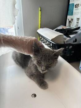 *Billy Bob* -  Domestic Short Hair Cat for Adoption in Salt Lake City, Utah - *Billy Bob* | PetCurious