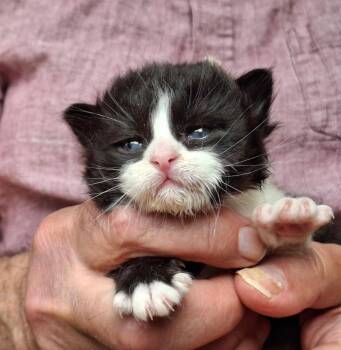 Teddy -  Domestic Short Hair Cat for Adoption in Deming, New Mexico - Teddy | PetCurious