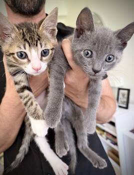 Cub and Pup -  Domestic Short Hair Cat Available for Adoption - Cub And Pup | PetCurious