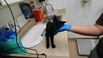 CHULO -  Domestic Short Hair Cat for Adoption in Albuquerque, New Mexico - CHULO | PetCurious