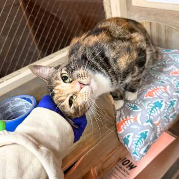 Domestic Short Hair Cats Available for Adoption - Muffuletta | PetCurious