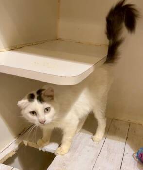 Rescue Domestic Medium Hair Cats for Adoption in Lake Ozark, Missouri - LADY LUCK | PetCurious