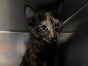Dilute Tortoiseshell Cats Available for Adoption - Ginny | PetCurious