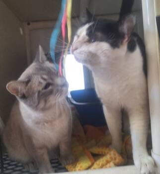 Remi and Linguini -  Domestic Short Hair Cat for Adoption in Chappell, Nebraska - Remi And Linguini | PetCurious