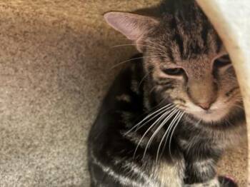 Domestic Short Hair Cats Available for Adoption in Lafayette, Indiana - Reaper (T13) | PetCurious