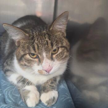 ELI -  Domestic Short Hair Cat for Adoption in Corydon, Indiana - ELI | PetCurious