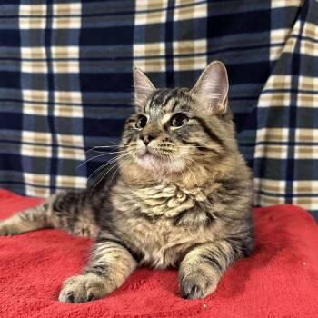 Rescue Domestic Long Hair Cats for Adoption in Visalia, California - Teller | PetCurious