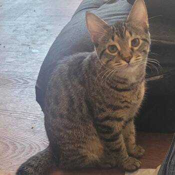 Princess -  Domestic Short Hair Cat for Adoption in Chicago, Illinois - Princess | PetCurious