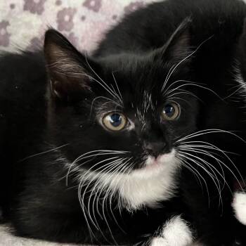 Rescue Domestic Short Hair Cats for Adoption in Middletown, New York - Sprinkle | PetCurious