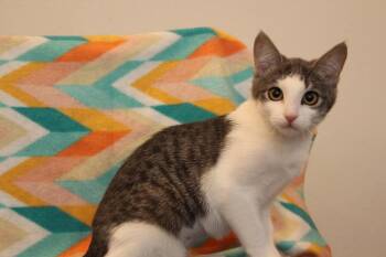 Hannah Montana -  Domestic Short Hair Cat for Adoption in Vancouver, Washington - Hannah Montana | PetCurious