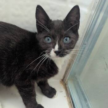 Rescue Domestic Short Hair Cats for Adoption in Pleasanton, California - Nelly | PetCurious