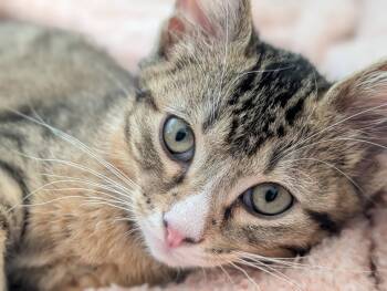 Velcro -  Domestic Short Hair Cat for Adoption in Kansas City, Missouri - Velcro | PetCurious