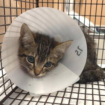 Thumper -  Domestic Short Hair Cat for Adoption in Pasadena, California - Thumper | PetCurious