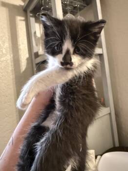 Rescue Domestic Short Hair Cats for Adoption in Albuquerque, New Mexico - Espresso | PetCurious