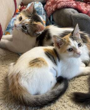 Marge & Selma -  Domestic Medium Hair Cat for Adoption in Neenah, Wisconsin - Marge & Selma | PetCurious