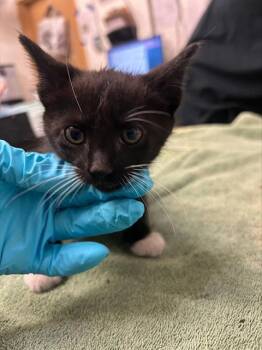 A053541 -  Domestic Medium Hair Cat for Adoption in Alameda, California - A053541 | PetCurious