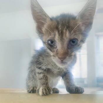 Sally -  Domestic Short Hair Cat for Adoption in Chapel Hill, North Carolina - Sally | PetCurious