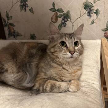 Pixie -  Domestic Long Hair Cat for Adoption in Columbia, Missouri - Pixie | PetCurious