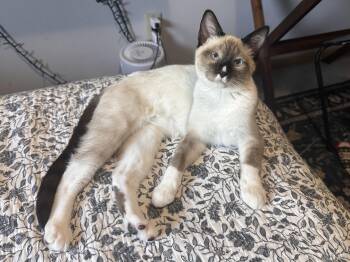 Tommy Pickles -  Siamese Cat for Adoption in Blaine, Minnesota - Tommy Pickles | PetCurious