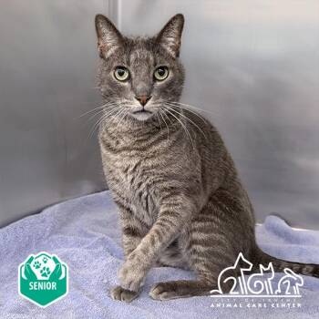SHADOW -  Domestic Short Hair Cat for Adoption in Irvine, California - SHADOW | PetCurious