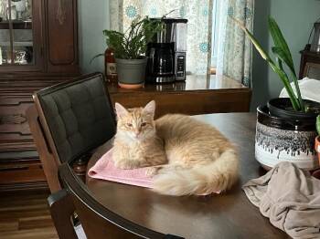 Woody -  Domestic Long Hair Cat for Adoption - Woody | PetCurious