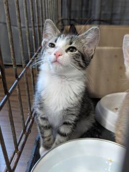Muffin -  Domestic Short Hair Cat for Adoption in Tilton, Illinois - Muffin | PetCurious