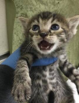 Domestic Short Hair Cats Available for Adoption in Riverside, California - ASHLEY | PetCurious
